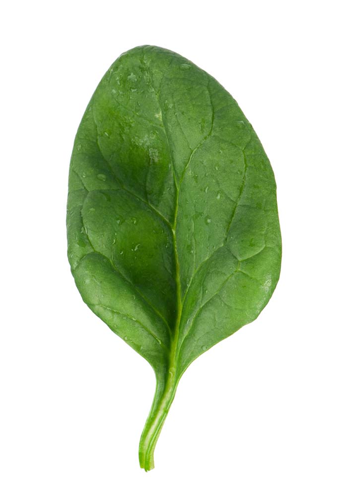 Spinatblad
